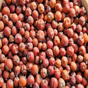 Ardıç Tohumu 100 Gr
