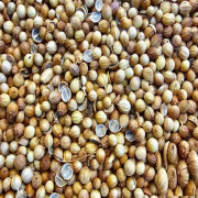 Kişniş Tohumu Tane 100 Gr