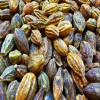 Sarı Halile 250 Gr