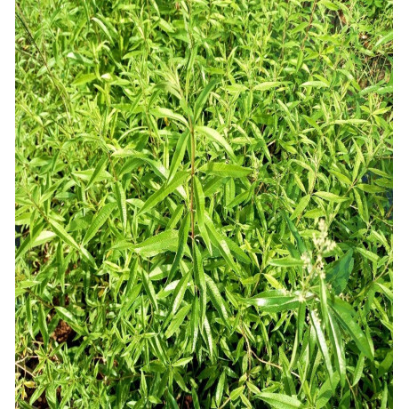 Limon Melisa 50 Gr
