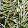 Zeytin Yaprağı 100 Gr