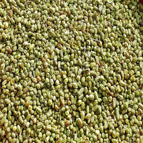 Bilye Kekik 50 Gr