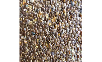 Isırgan Tohumu Faydaları ve Kullanım Şekilleri