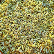 Rezene Tohumu 100 Gr